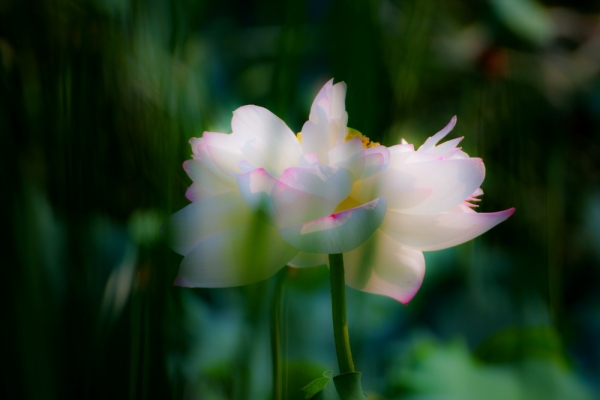 清魂2（荷）