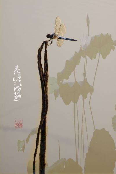 荷塘諧趣