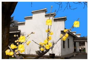 臘梅第一枝