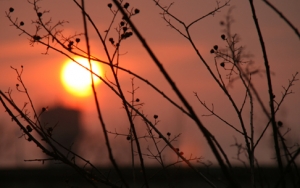 夕陽紅