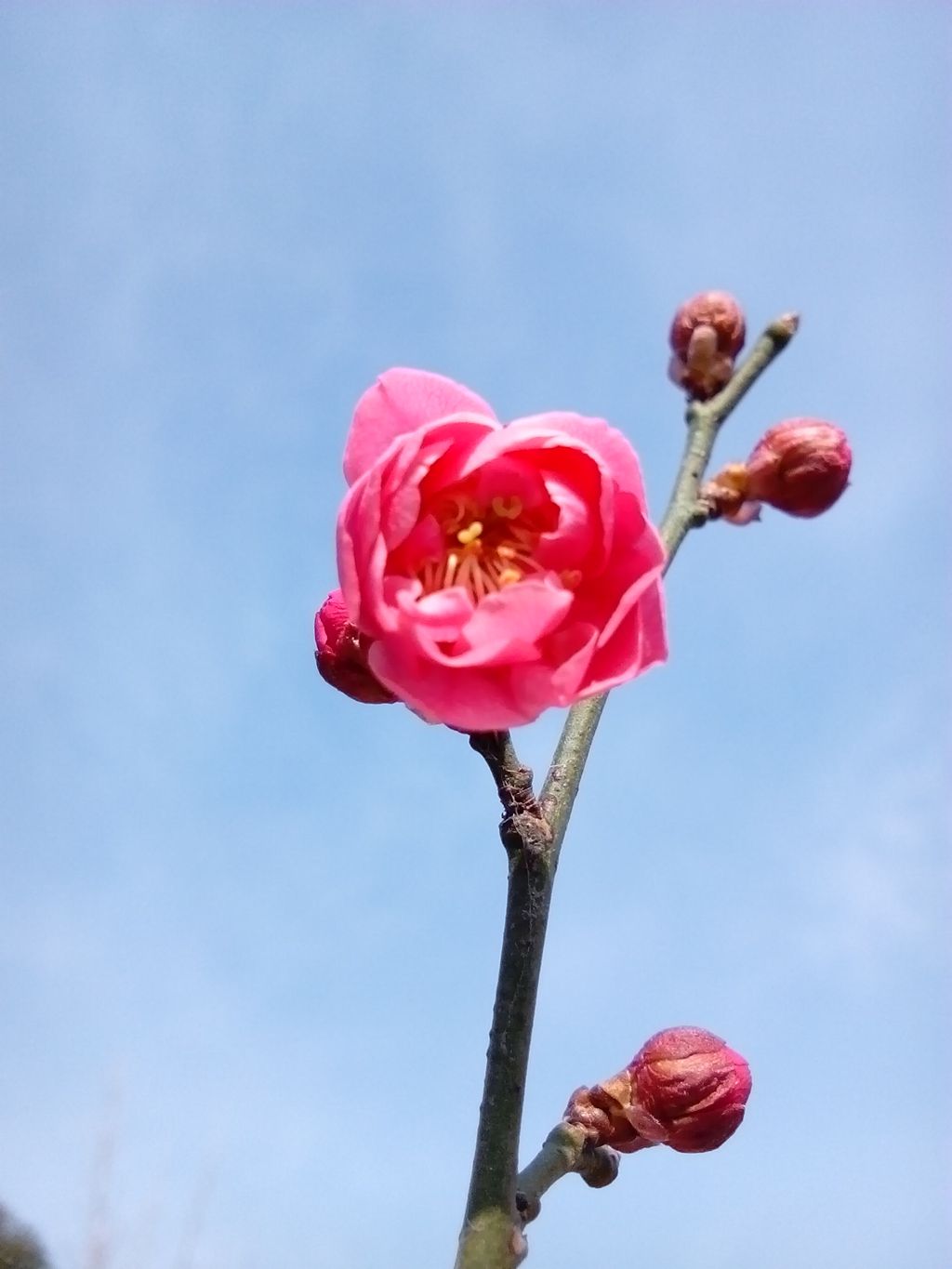 梅花報春