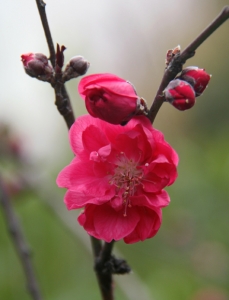桃花相映紅