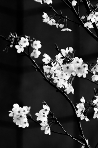 櫻花初放