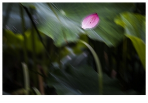 荷5