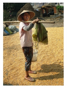 今年又是豐收年