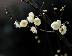 花兒