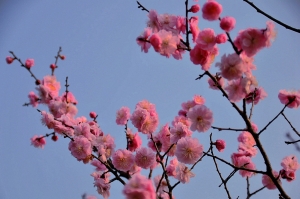 占盡風(fēng)情