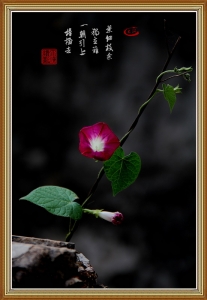 綠葉小品