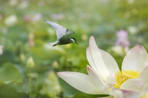 焦崗湖