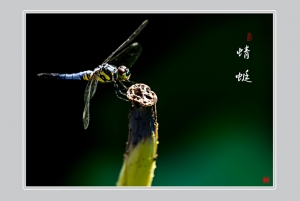 蜻蜓