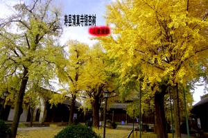 壽縣清真寺銀杏樹