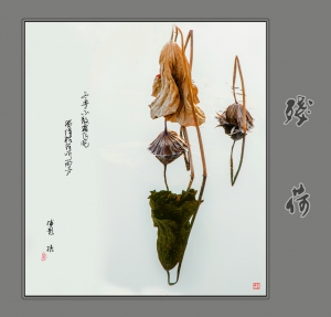 殘荷