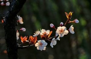 花影